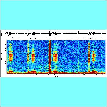 Hypoptopoma gulare_spectrogram.png